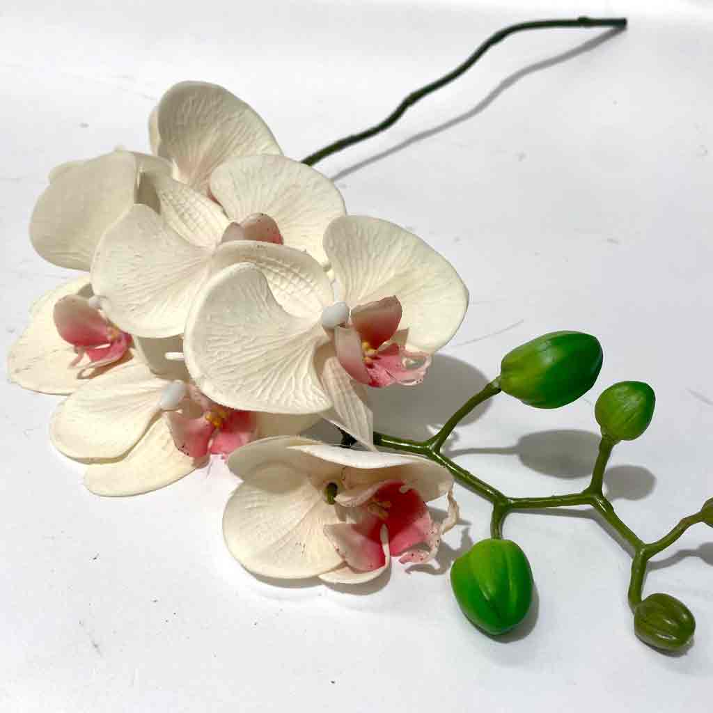 FLOWER, Orchid - Cream Blush